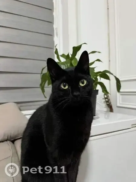 Chatte noire perdue à Marchiennes - photo