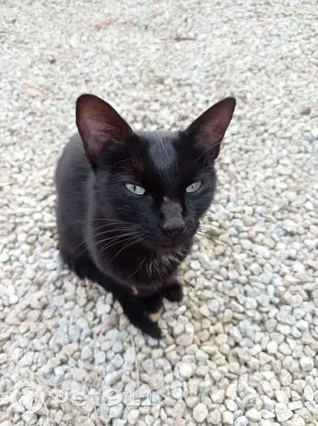 Chatte bavarde trouvée à Yvignac-la-Tour - photo