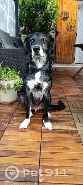 Chien noir trouvé à Robiac-Rochessadoule - photo