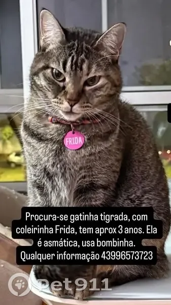 Gato desaparecido Fêmea (brl001398) - photo