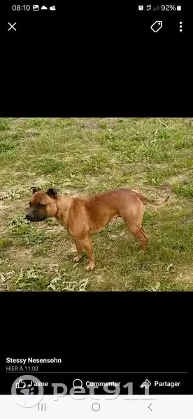 Chien perdue à Vauvert, gentille et approchable - photo
