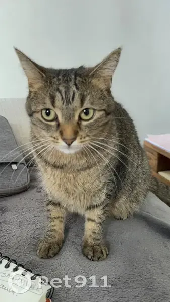 Chatte Naïa perdue à Plouha vendredi soir - photo