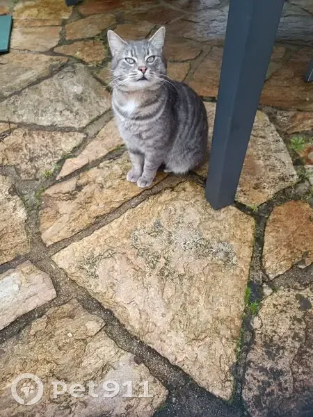 Chat tigré perdu à Isle, Nouvelle-Aquitaine - photo