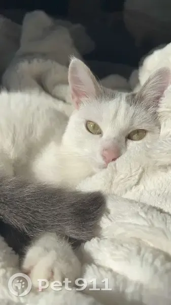 Chatte perdue à Essertines-en-Donzy - photo