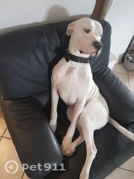 Dogue argentin blanc perdu, Rue des Alizés - photo