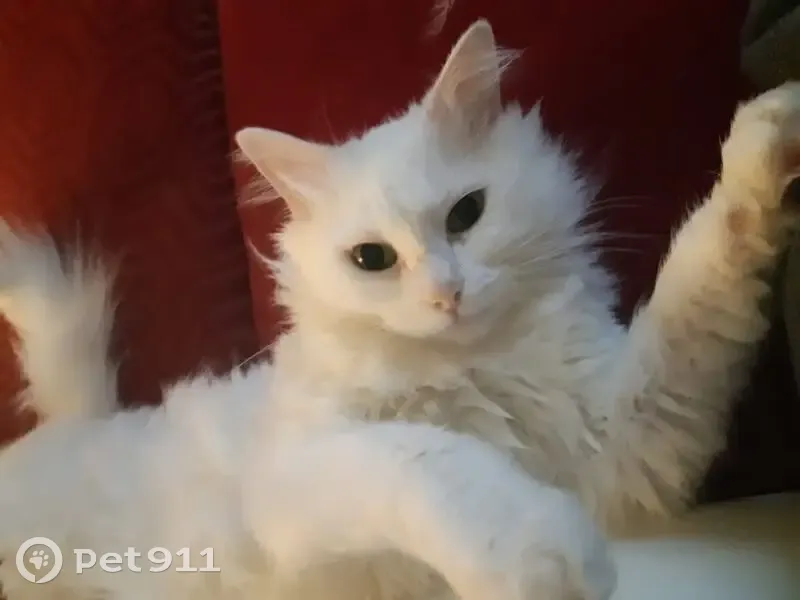 Chatte blanche perdue à Golfe-Juan - photo