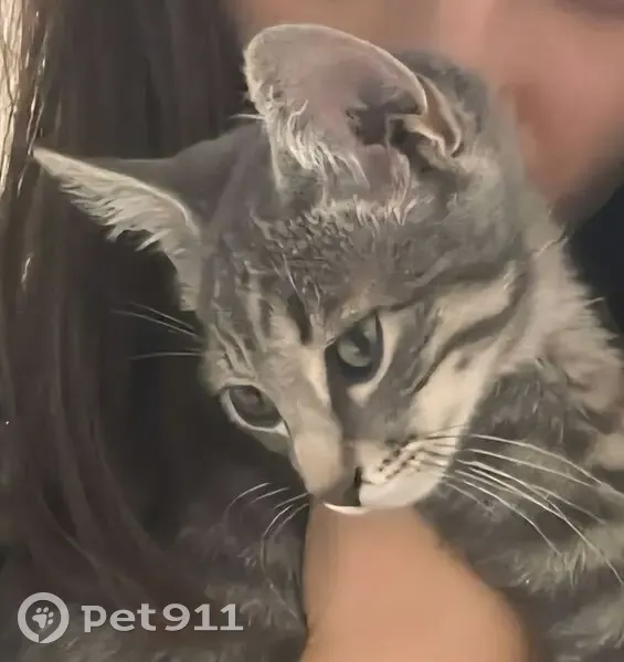 Chaton gris perdu à Meschers-sur-Gironde - photo