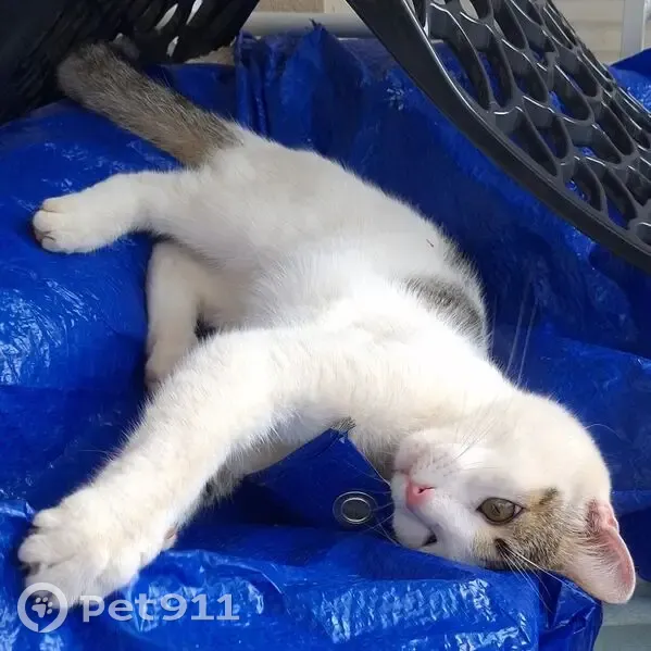 Chat perdu : Vagabond, blanc et tigré, Vendargues - photo