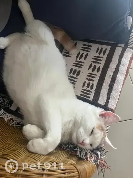 Chat perdu blanc tacheté roux, Le Crès - photo