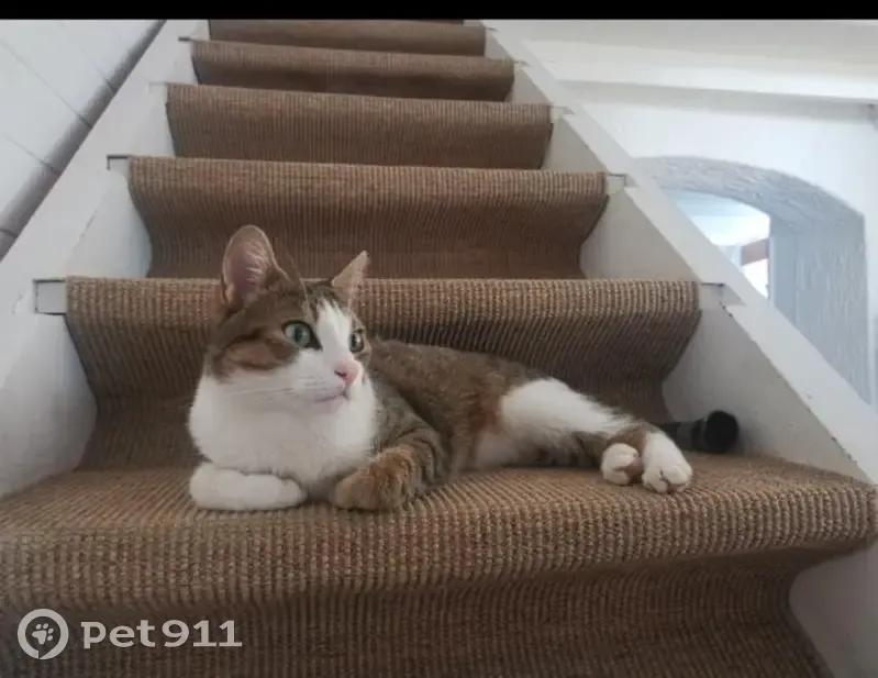 Chat tigré perdu à Moissat - photo