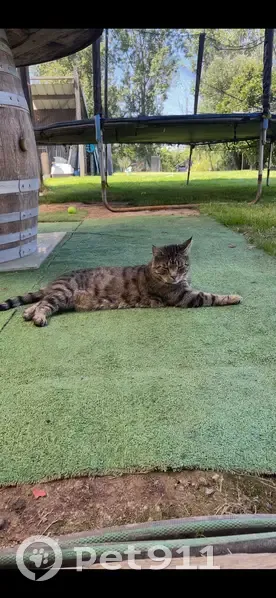 Chat tigre perdu à Bersée, puce électronique - photo