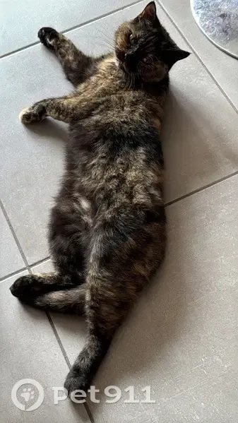 Chatte noire perdue, patte et cou beiges - photo