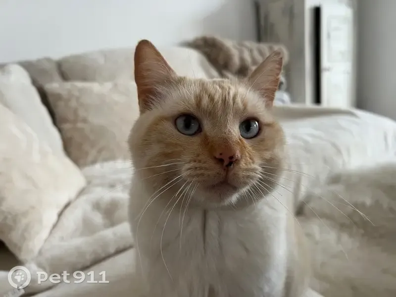 Mido, chat pucé perdu à Nantes, très doux - photo