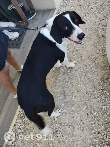 Chien trouvé entre Lévignac et Montaigut - photo