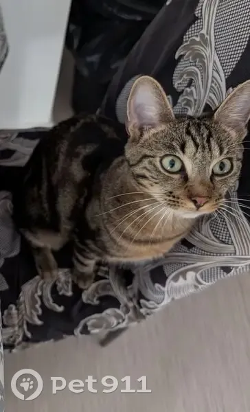 Chat perdu à Boissy-Saint-Léger - photo