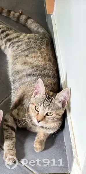 Chaton perdu, 5 mois, Rue de la Folle Avoine - photo