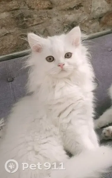 Chaton blanc perdu, Saint-Chamond - photo