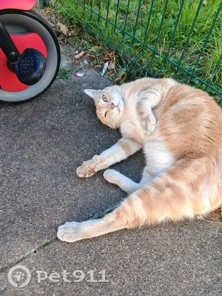 Chat trouvé à La Queue-en-Brie - photo