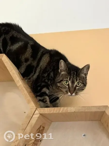 Chatte tigrée perdue à Nampont - photo