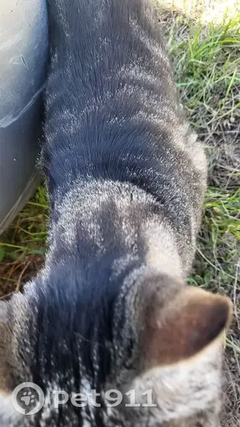 Chat trouvé à Frouzins, puce à Balma - photo