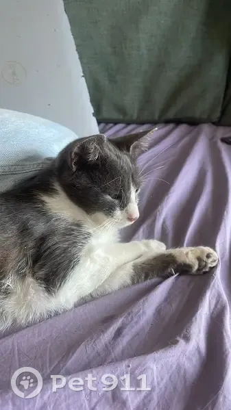 Chaton femelle grise et blanche trouvé à Drancy - photo