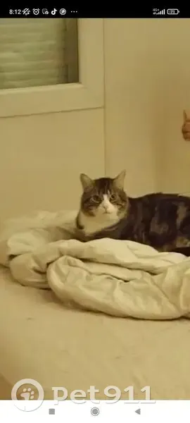 Chat perdu à Albi : Titi, petit et tigré - photo