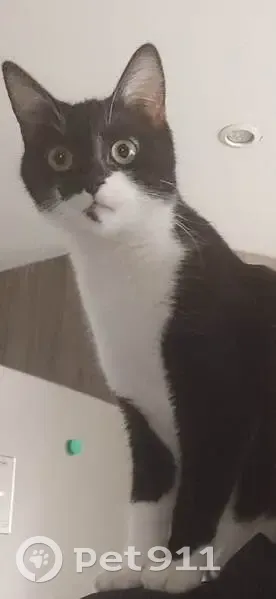 Chatte perdue à Conflans, noire et blanche - photo