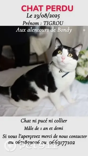 Chat perdu : noir/blanc, yeux jaunes, Bondy - photo