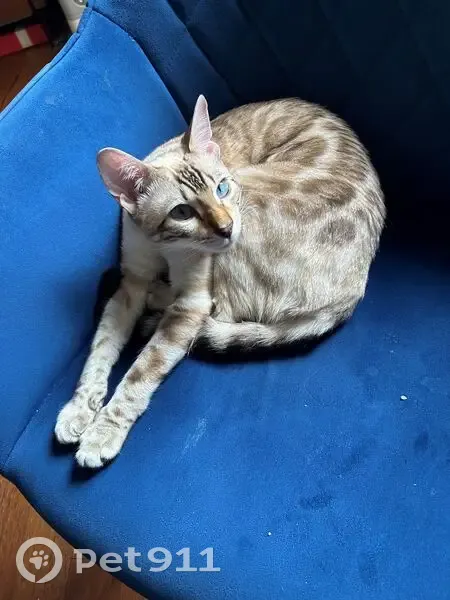 Chatte Bengal Blanche perdue à Lignerolles - photo