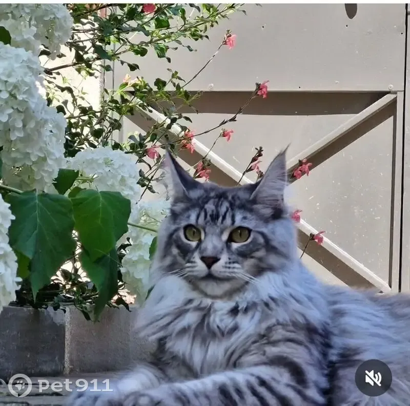 Chatte grise perdue, très câline à Troyes - photo