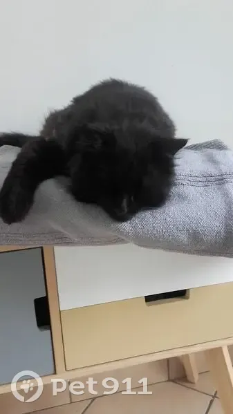 Chat noir perdu, poil long, Neuilly-sur-Marne - photo