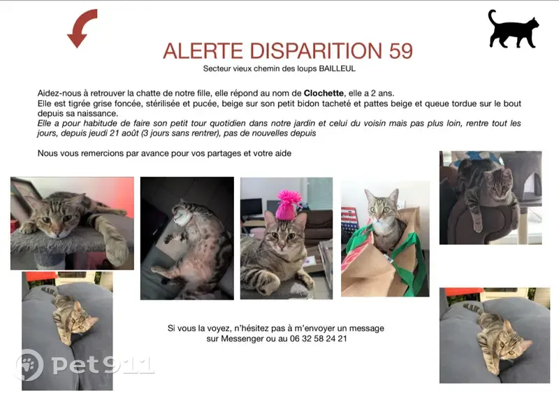 Chatte tigrée perdue à Bailleul - photo