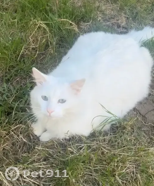Chat angora perdu à Roubaix - photo