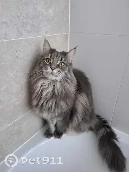 Chat perdue aux Mesneux, rue de la Bouvelette - photo