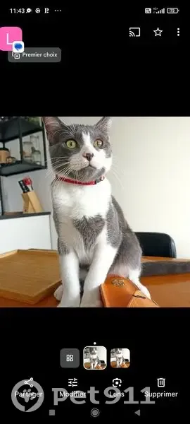 Chat perdu sans collier à Rennes - photo