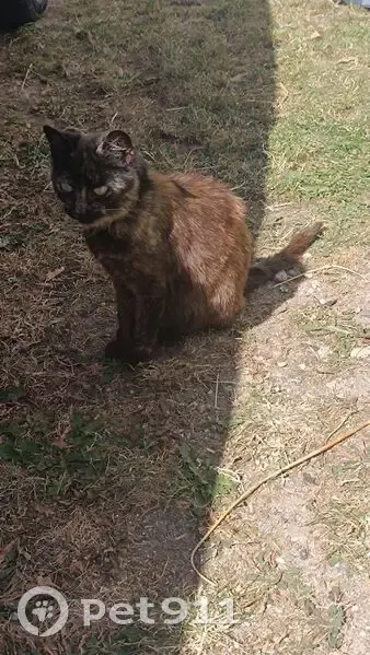 Chatte écaille malade trouvée Lunéville - photo