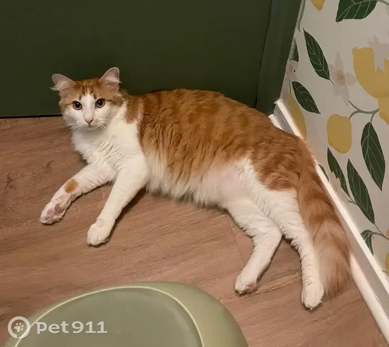 Chat roux et blanc perdu à Brétigny - photo