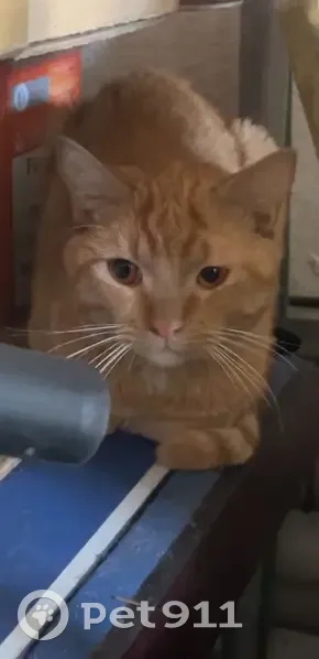 Chat roux trouvé à Aulnoy-lez-Valenciennes - photo