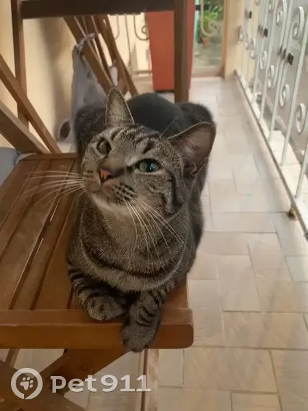 Chat perdu à Bordères-sur-l'Échez - photo