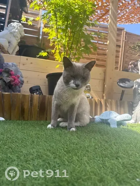 Chat beige/gris perdu, Rue Houchard, Tourcoing - photo