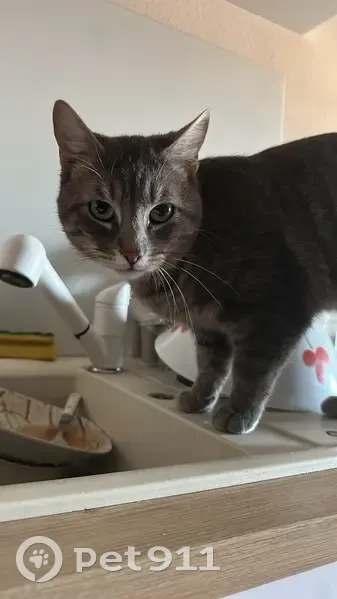 Chat perdu à Elne, Occitanie - photo