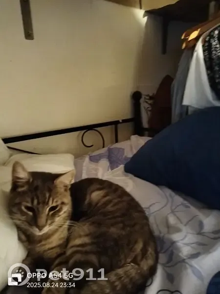 Chat tigré trouvé à Mouvaux - photo