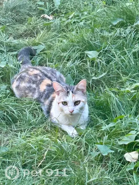 Chatte trouvée à Alfortville - photo