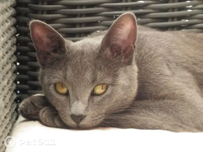 Chatte Yuki perdue à La Seyne-sur-Mer - photo