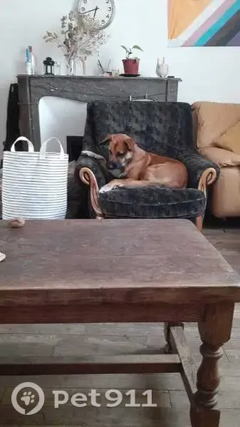 Chien croisé perdu à Angers, fauve charbonné - photo