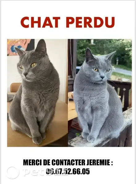 Chat gris perdu, sociable, Saint-Denis - photo