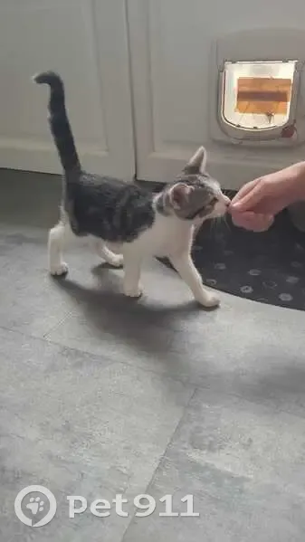 Chaton gris-blanc trouvé à Rezé - photo