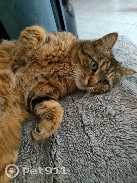 Chat tigré roux perdu à Chanceaux - photo