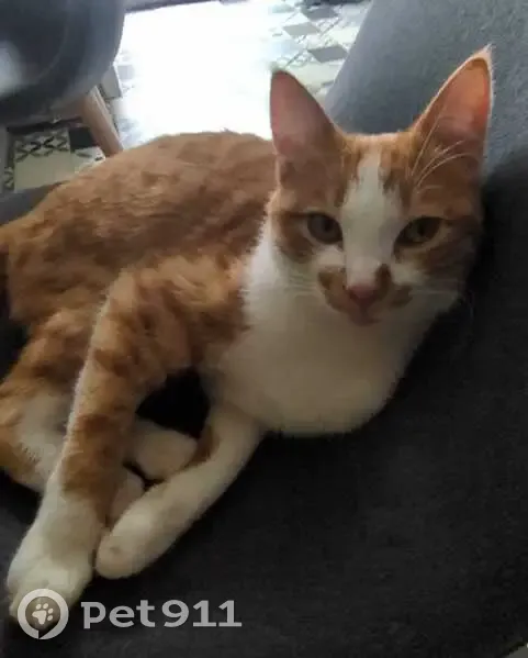 Chat mâle blanc-roux perdu à Toulouse - photo