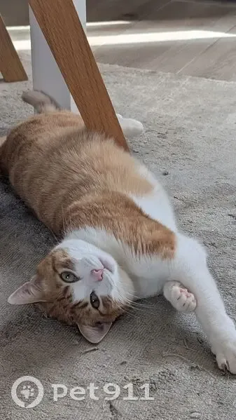 Chatte perdue, tigrée orange/blanche, Guidel - photo